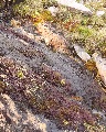 (6c) Very different moss colours, this time high on Sgorr Ruadh.