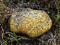 (6f) Another lichen-covered stone, this one just downstream of the Talladale Falls.  A natural county map, perhaps?