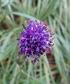 (24d) Scabious is the dominant flower in mid-September, growing on open places and also, as here in Coire Roill, in mixed woodland.