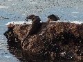 (30a) Sea otters on the upper Loch, hunting, playing, and icebreaking - from below and above! It was the noise of them smashing the ice, above the gentle and quirkily varied sounds of the ice moving and reforming with the tide, which alerted us to them.  December glory.