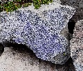 (33e) Lichen on quartzite, on the east slopes of Sgorr Ruadh, above the top of Coire Làir.