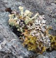 
	Lichens
	