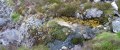 
	A stream pool and its surroundings, on the moorland plateau
	