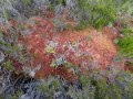 
	Mosaic of colours in moss:  each strand having its own shade, perhaps
	related to how much moisture it was taking up, or how faded it was?
	