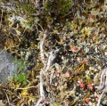 
	Lichen (red blobs and, lower right-hand edge, faint rings) on peat
	