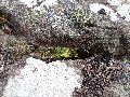 Scorched (?) lichen with healthy alpine alchemilla