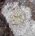 
	We saw examples of this lichen in other places nearby.  This
	is near the saddle:  the photo also shows some quite coarse
	texture in the Torridonian sandstone.
	
	  