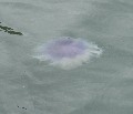 
	   Jellyfish in the bay
	