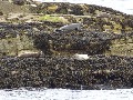 
	Seals on the more sheltered landward (east) side of their island
	