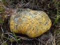 Steve Carter's 'random' daily photos.  [Image is:  'Lichen-covered stone near the Talladale falls'].