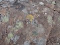 Lichen in Talladale