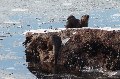 Otters, just up the shore from the cottage:  they were very active, in and out of the icy sea all the time