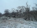 Woodland near Tornapress - snow starting to accumulate