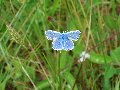 
	Blue butterfly (underside) on the shore road verges near
	Lochside cottage (2010), at the foot of Liathach (west)
	  